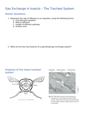 Free lesson resource Gas Exchange in Insects AQA Biology A Level