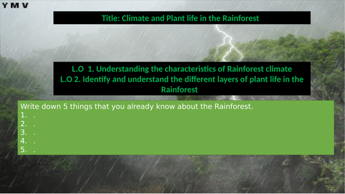 Different Layers of the Rainforest
