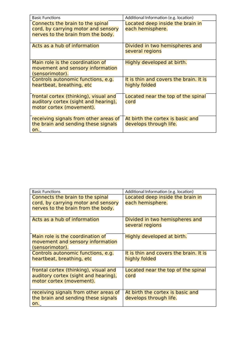 Early Brain Development (GCSE Psychology AQA)