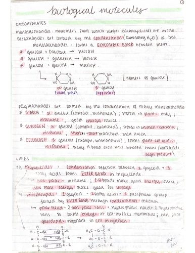 AQA A Level Biology Notes