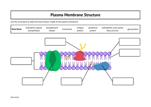 Label the Structure of the Plasma Membrane + Answers Included