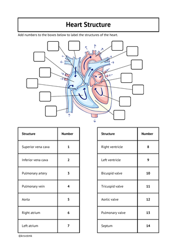 Heart Structure + Answer Sheet Included