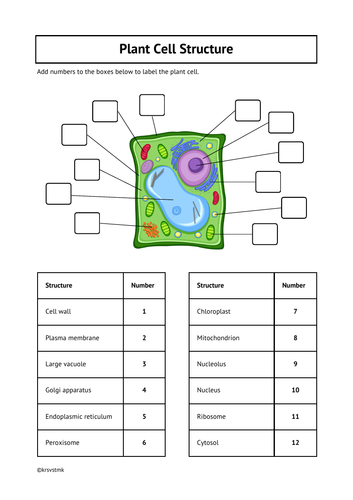 Plant Cell Diagram With Labels 6th Grade