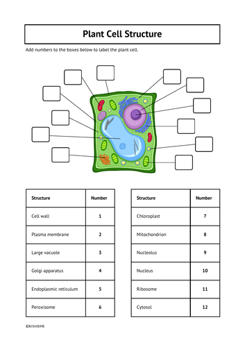 Plant Cell Structure + Answers Included