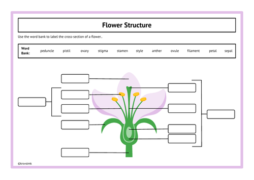 Label the Structure of  a Flower + Answers