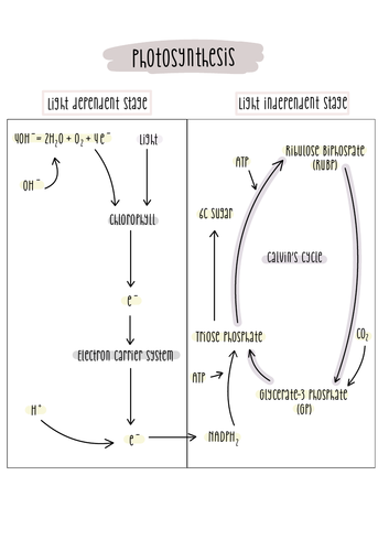 A2 Biology Respiration Flowchart