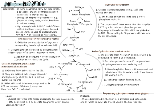 A2 Biology Respiration Revision Summary