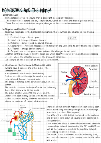 A2 Biology Role of the Kidney Summary