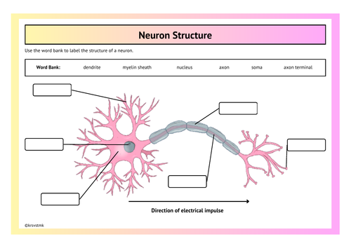 Neuron Structure + Answers