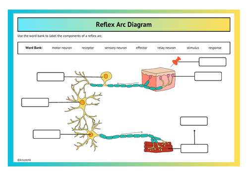 Reflex Arc Diagram + Answer Sheet Included