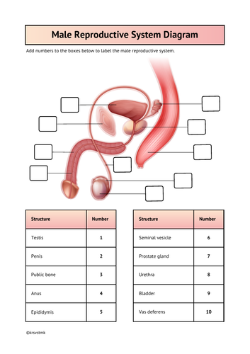 Male Reproductive System Diagram + Answer Sheet Included