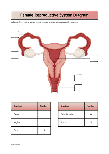 Female Reproductive System Diagram + Answer Sheet Included