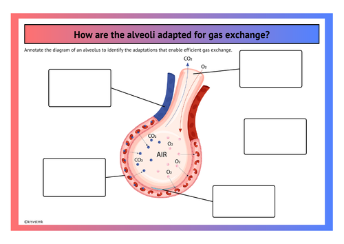 How are the alveoli adapted for gas exchange? + Answers