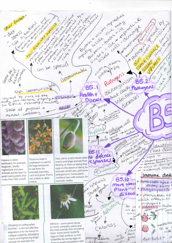 GCSE BIOLOGY B5-B9 : Disease, Photosynthesis and Respiration