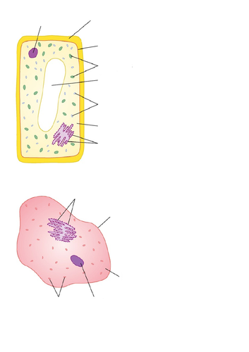 KS3 Science Cells