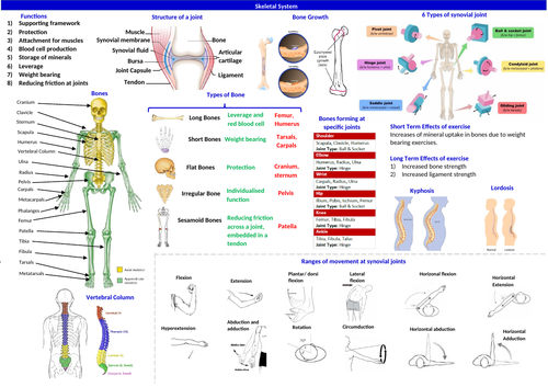 BTEC Sport - Unit 1 LAA Skeletal System learning mat