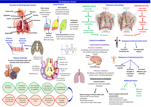 BTEC Sport Unit 1 - Respiratory System Learning Mat