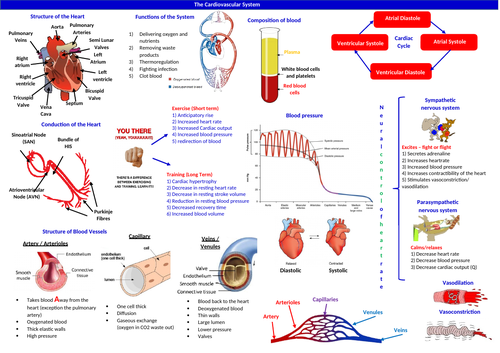 BTEC Sport - Unit 1 Cardiovascular Learning Mat