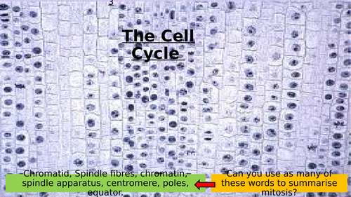 3.8 Cell Cycle