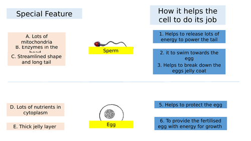 Year 7 Science - Cells - L3.Specialised Cells - Activate Book 1