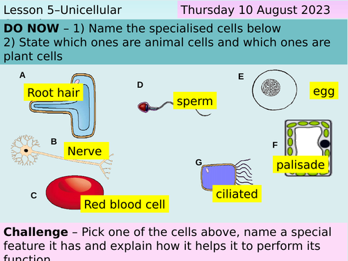 Year 7 Science - Cells - L5. Unicellular Organisms - Activate 1