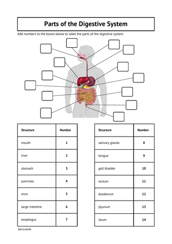 Parts of the Digestive System + Answers