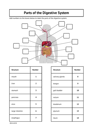 Parts of the Digestive System + Answers | Teaching Resources