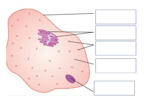 AQA Animal and plant cells and microscope Required practicals