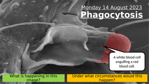 5.2 Phagocytosis