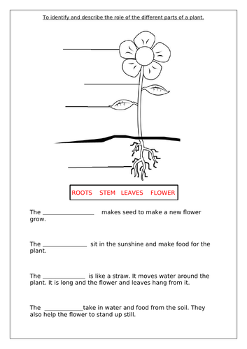 To identify and describe the role of the different parts of a plant.