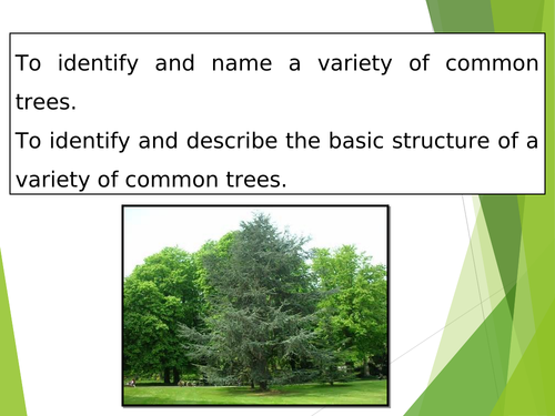 British Trees- Science KS1