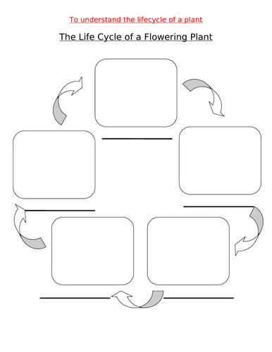 The Life Cycle of a Flowering Plant worksheet