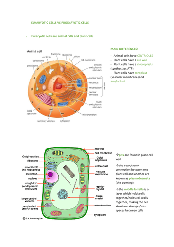 TOPIC 3 A LEVEL BIOLOGY EDEXCEL (A) - A* NOTES