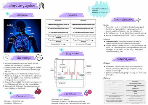 Respiratory system summary sheet