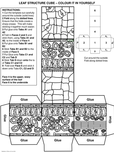 Plant leaf structure