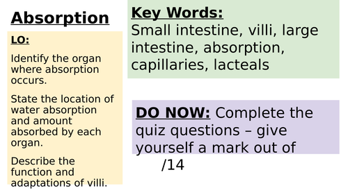 Digestive system and absorbtion