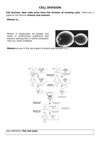 A-Level AQA Biology - Mitosis workbook