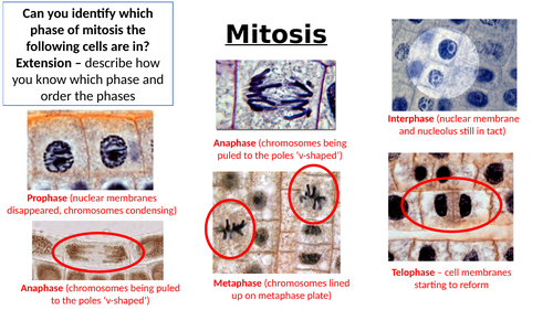 A-Level AQA Biology - Mitotic Index | Teaching Resources
