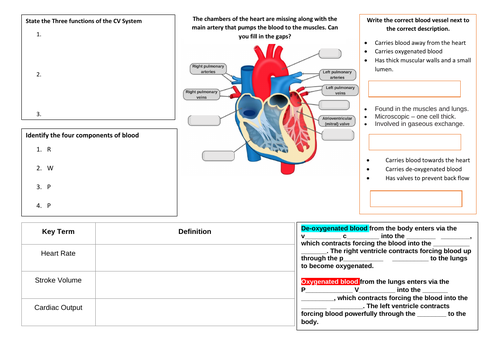 Cambridge IGCSE - Knowledge Organiser Circulatory System