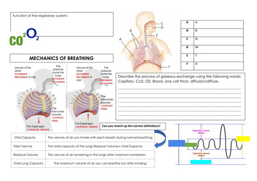 Cambridge IGCSE - Knowledge Organiser Respiratory System