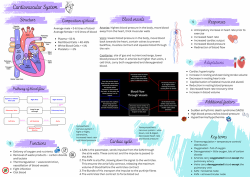 Cardiovascular system summary sheet
