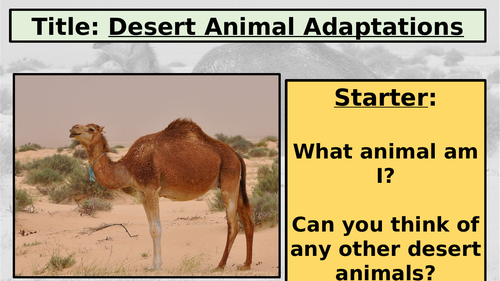 KS3: Exploring Your World: L11: Desert Animal Adaptations | Teaching ...