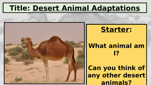 KS3: Exploring Your World: L11: Desert Animal Adaptations