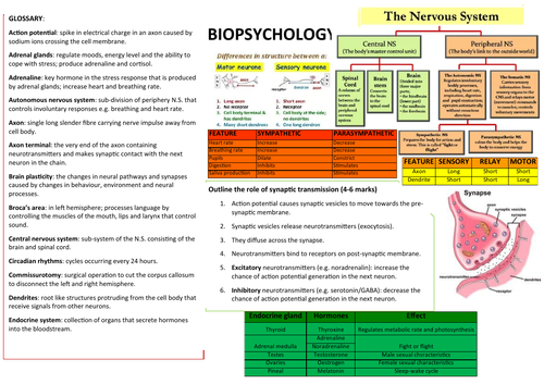 A Level Biopsychology