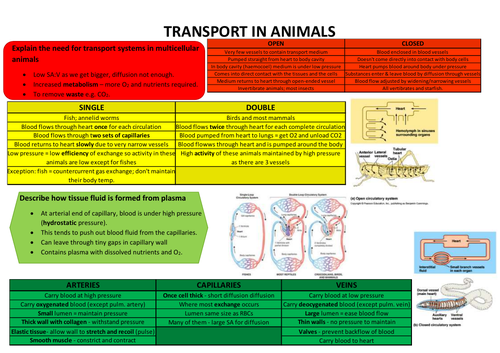 Transport in Animals