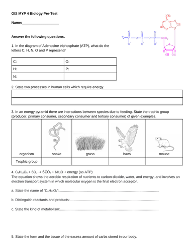 MYP4 Diagnostic Test