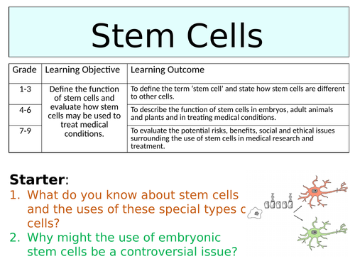 OCR GCSE (9-1) Biology - Stem Cells