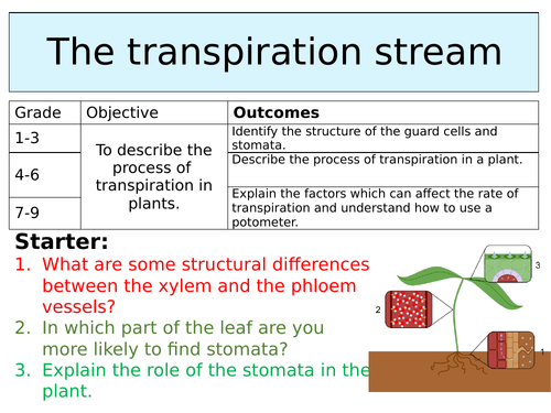 OCR GCSE (9-1) Biology - The transpiration stream