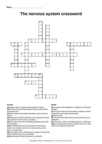 The nervous system crossword