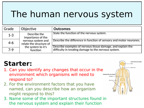 OCR GCSE (9-1) Biology - The human nervous system